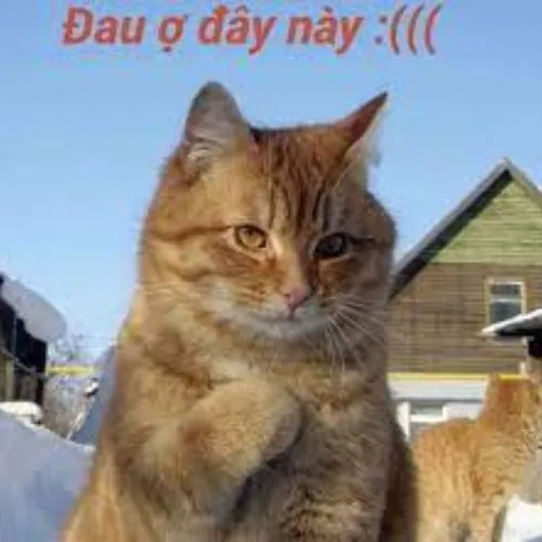 Từ meme vui thành lời nhói tim: chuyện của ‘đau ở đây’