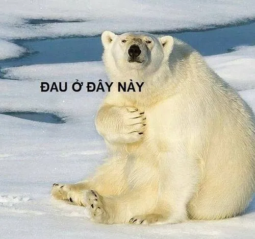 Ảnh chế biểu cảm đau tim, dân mạng đồng cảm.