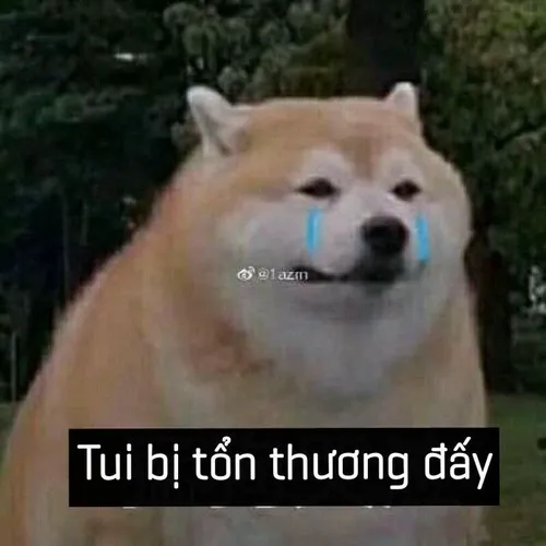 Meme hứ một cái mà ai cũng phải cười