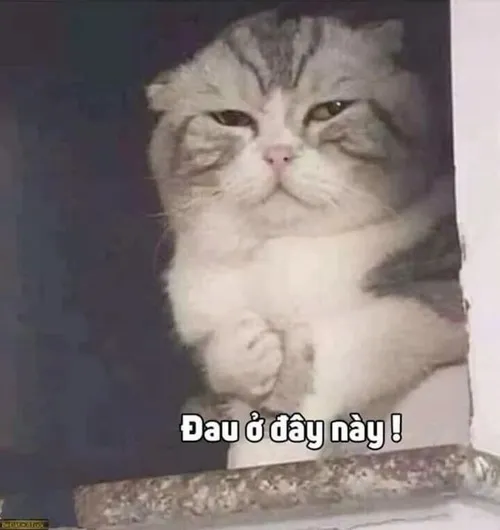 Meme dỗi thật sự, ánh mắt vừa giận vừa thương