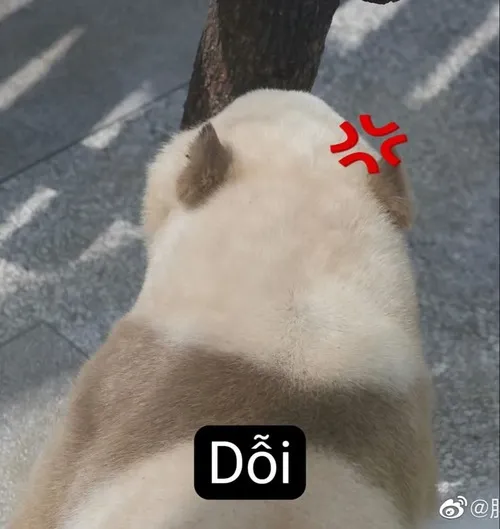 Meme dỗi úp mặt vào tường, giận kiểu trẻ con luôn