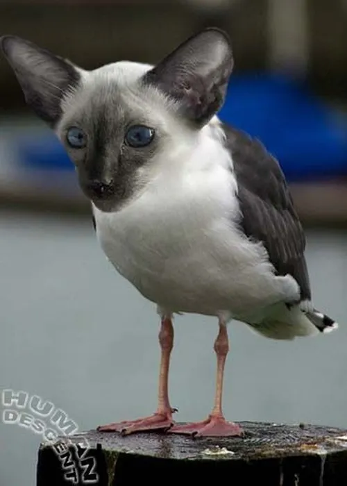 Meme mèo đen giả vờ lạnh lùng mà đáng yêu