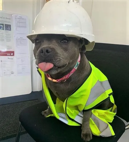 Ảnh chế heo đất vỡ tan vì cuối tháng