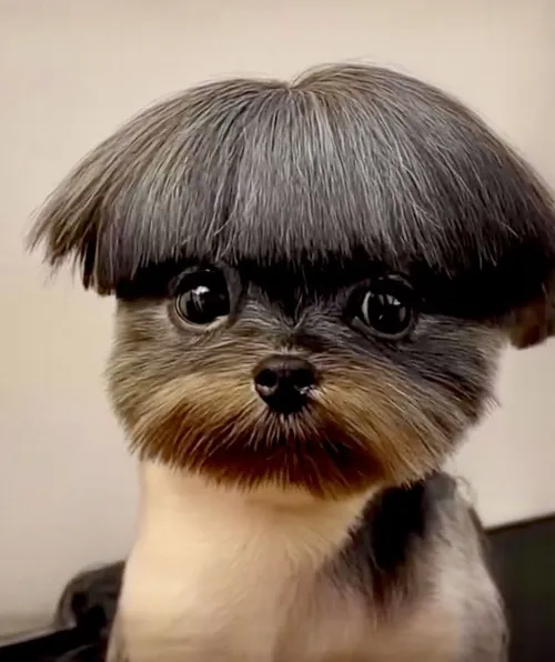 Meme ngựa chiến bật mode thiền giữa deadline