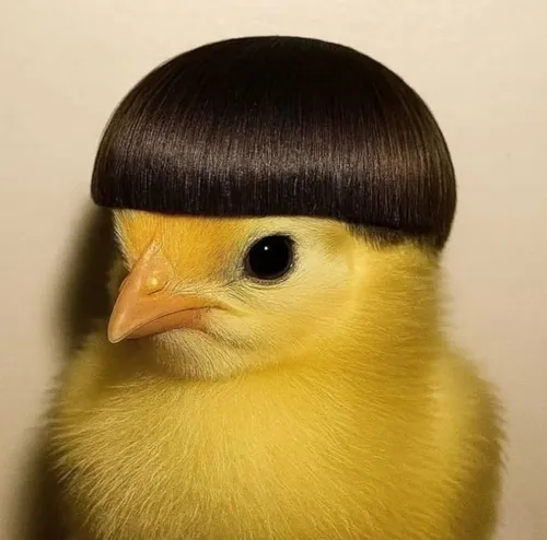 Meme cá heo bắn tim cho crush dưới nước