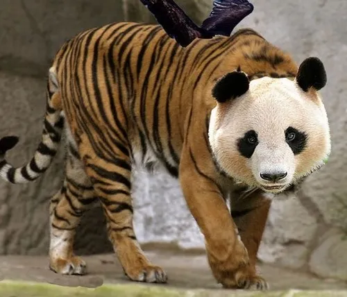 Ảnh chế ngỗng la hét giữa group chat hỗn loạn