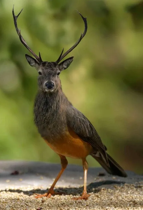 Meme chim đại bàng đang mơ về ngày nghỉ