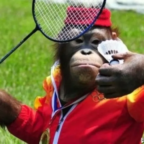 Meme hổ nhỏ ngơ ngác giữa rừng trend