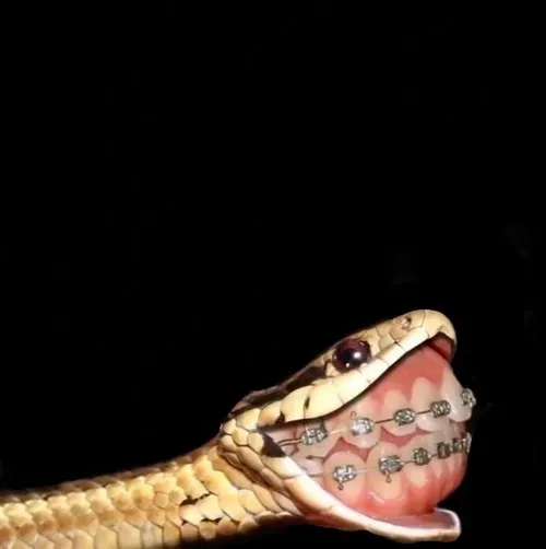 Bộ sưu tập ảnh chế thú cưng hài hước nhất mạng xã hội