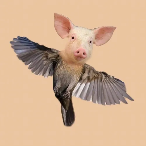 Ảnh hài động vật khiến team yêu thú mê mẩn