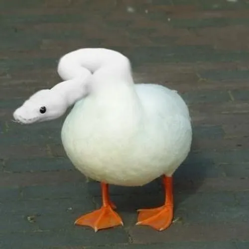 Khi động vật trở thành idol meme của giới trẻ