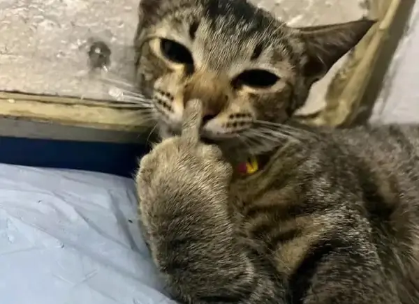 Meme mèo dơ ngón giữa như cú phản công nhẹ nhàng