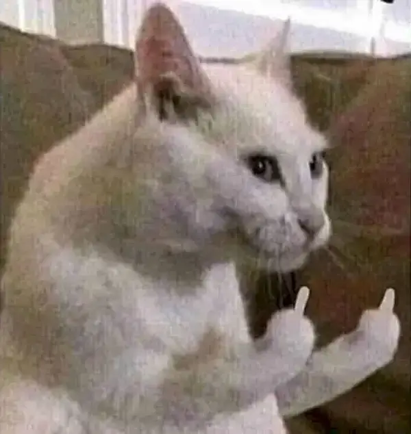 Meme mèo ngón giữa biến tức giận thành hài hước