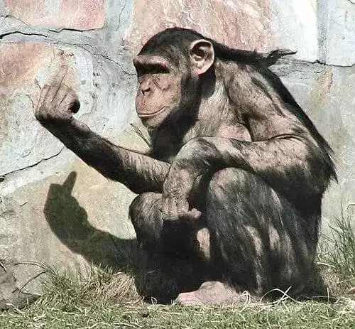 Ảnh khỉ hài dơ ngón giữa làm không khí thêm náo loạn