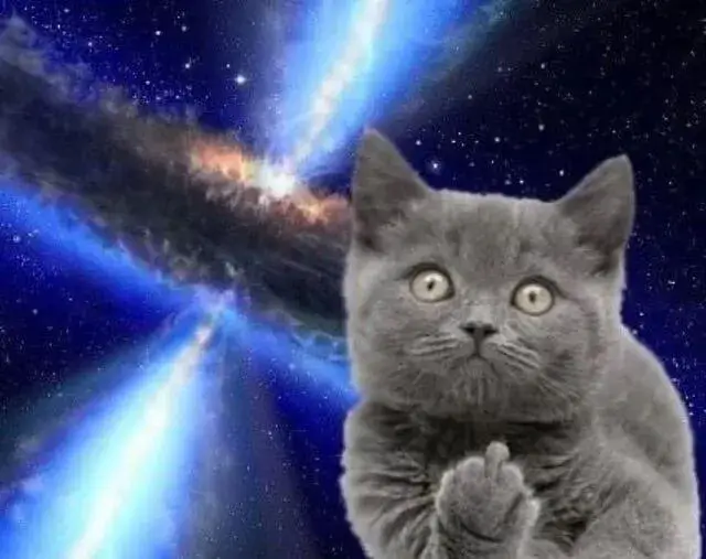 Ảnh chế mèo dơ ngón tay thối tạo tiếng cười vang