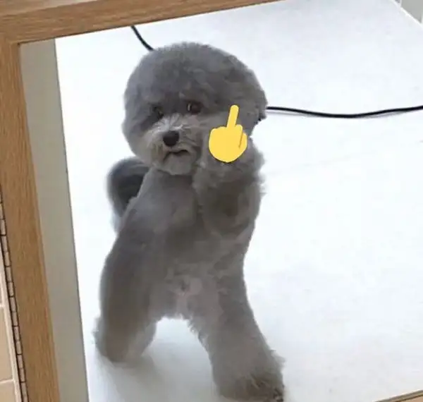 Khoảnh khắc chó dơ ngón giữa