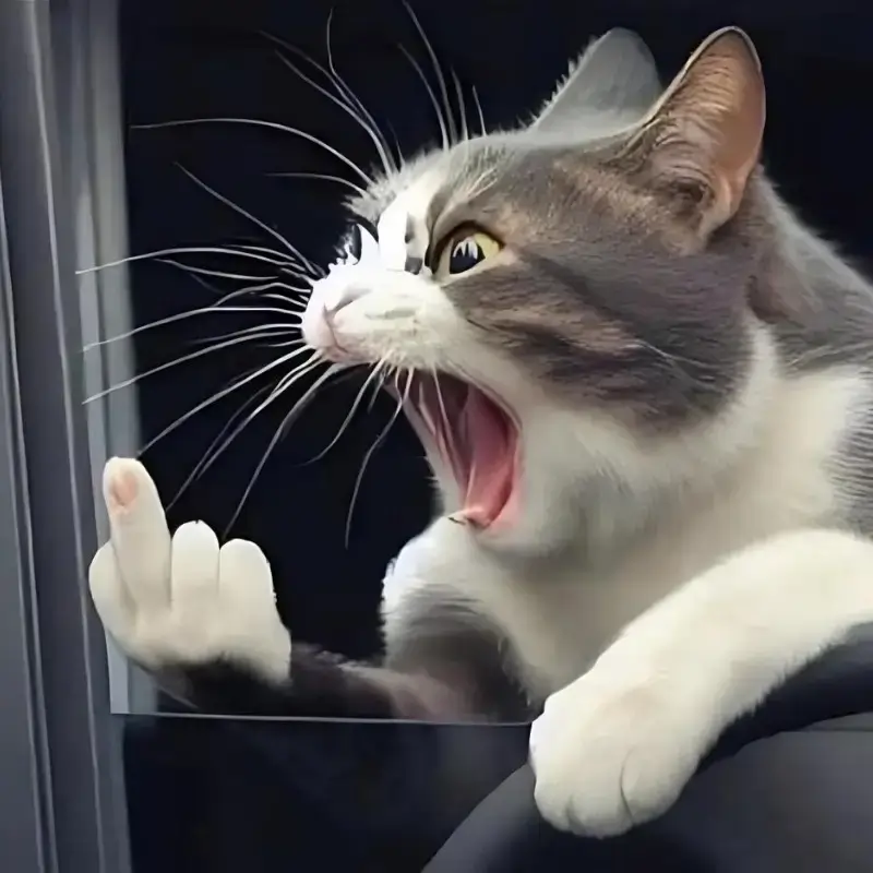 Hình troll ngón tay thối bá đạo khó nhịn cười