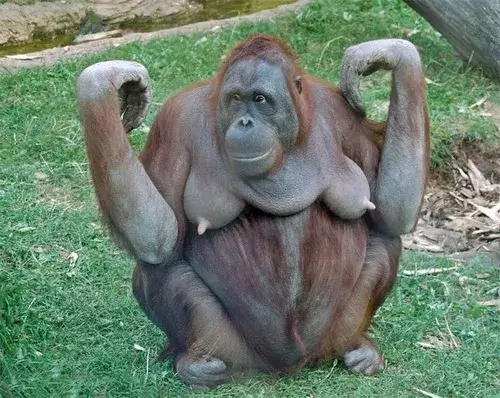 Meme khỉ đột ngồi thiền giữa rừng sâu