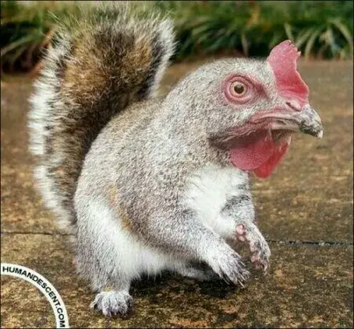 Hình chế hổ bối rối vì lạc đàn