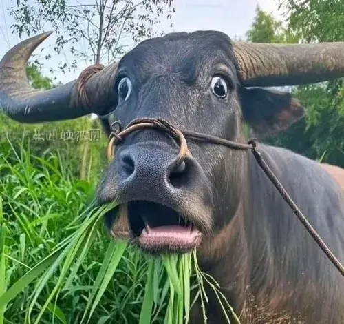 Ảnh troll nai ngáo ngơ giữa ngã ba đường