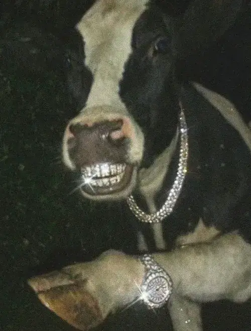 Hình chế heo đang chill dưới nắng chiều