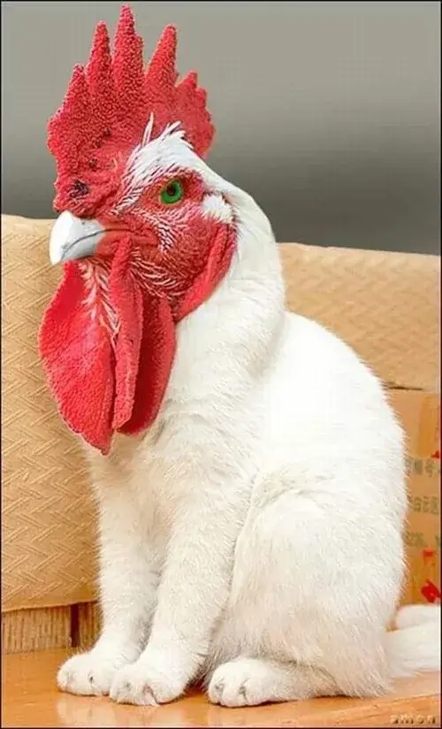 Meme chim cánh cụt loạng choạng mà vẫn cute