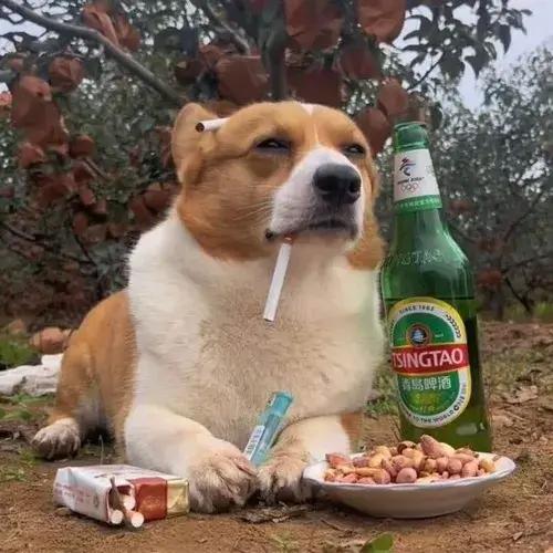 Ảnh troll chó cười toe toét giữa đêm mưa