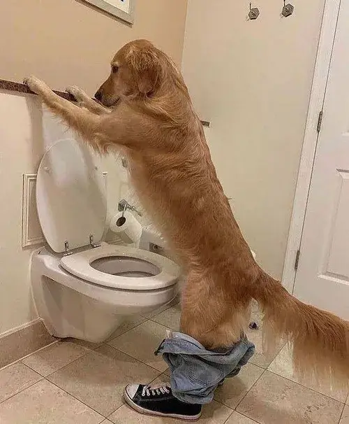 Hình chế nhím cuộn tròn tránh drama