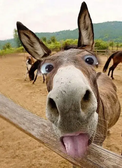 Meme gấu trúc ăn mía chill như boss