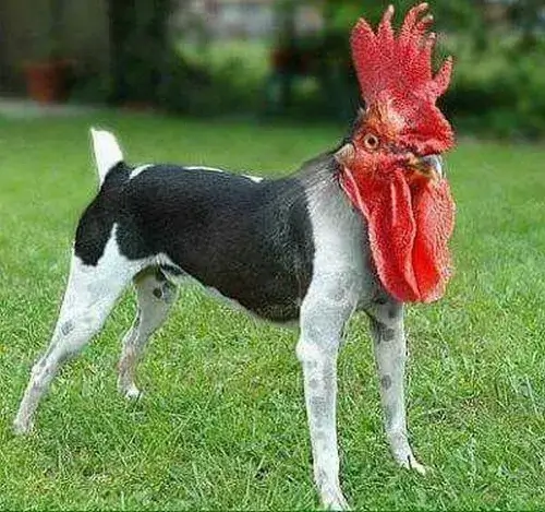 Meme voi cười bể bụng vì trò hề của bạn