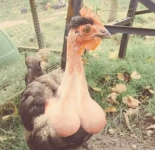 Meme cừu mơ màng nhìn đời qua làn sương