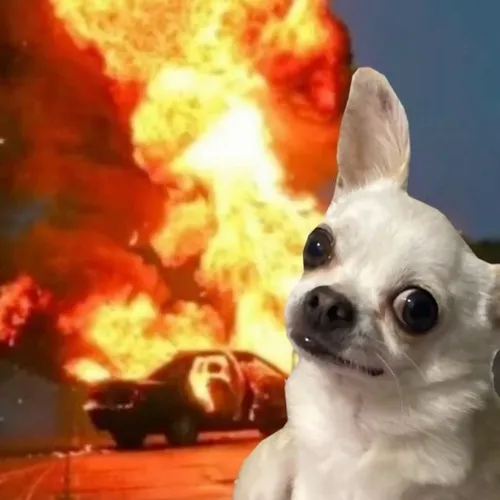 Meme đốt nhà cực hợp khi mood đang bốc khói