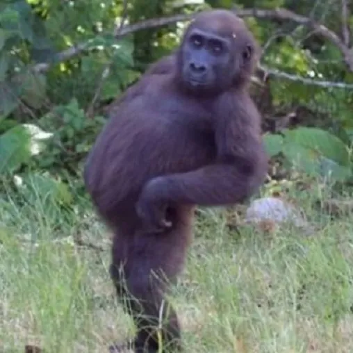 Ảnh vui chú khỉ đứng chống nạnh ánh mắt cay đắng