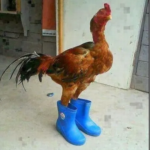 Ảnh troll gà nở nụ cười gian xảo