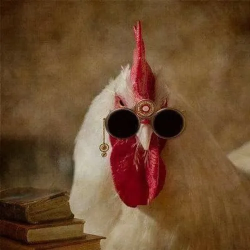 Bộ sưu tập 80+ ảnh Meme Gà cute dễ thương ai nhìn cũng bật cười không ngừng