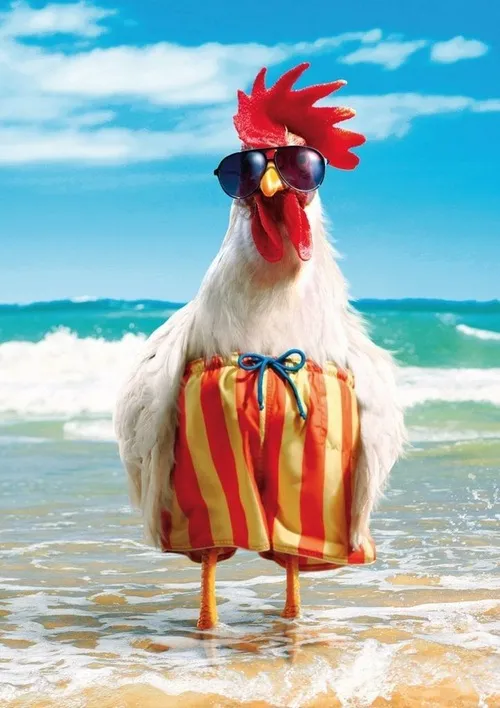 Ảnh vui gà nhìn mưa rơi đầy tâm trạng