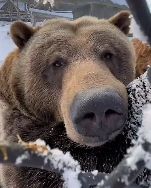 Meme hài gấu đáng yêu nhưng troll lầy