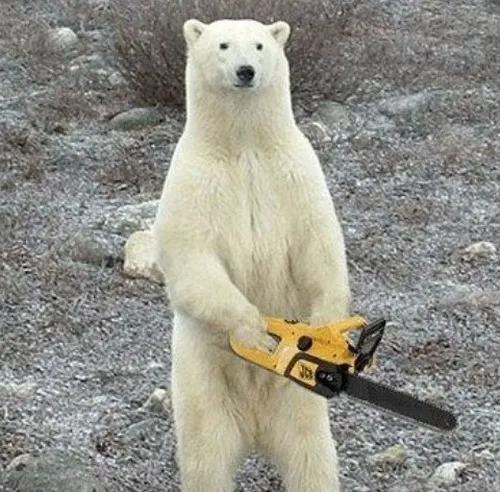 Meme gấu trắng đáng yêu mà tấu hài hết nấc