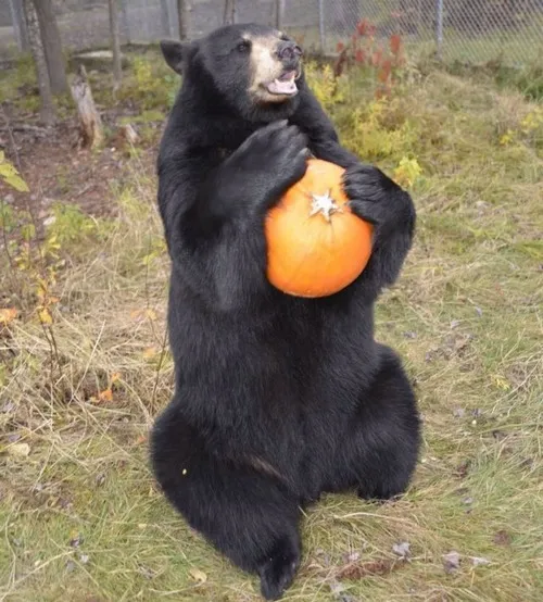 Bộ meme gấu đối lập: Khi hung dữ và dễ thương cùng tồn tại