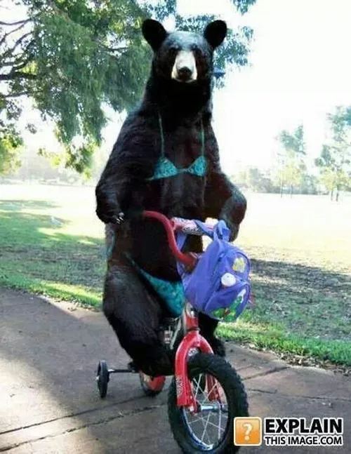 Meme gấu cà khịa: Khi loài gấu “châm chọc” thế giới con người
