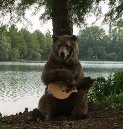 Bộ ảnh meme gấu vui nhộn: Khi biểu cảm động vật khiến netizen cười nghiêng ngả