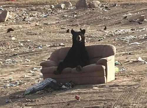 Meme gấu và bạn bè: Khi gấu, mèo, chó cùng “tấu hài” trong một khung hình