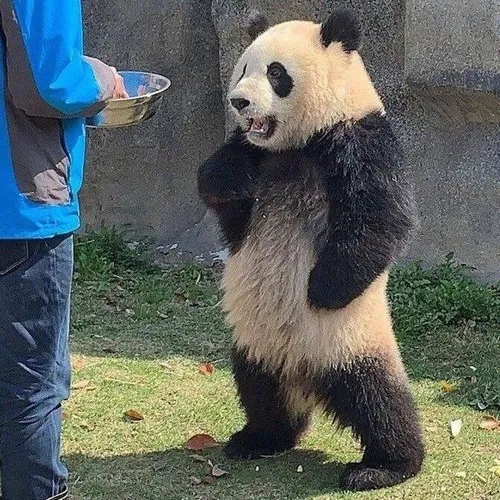 Meme gấu trúc hài hước khiến dân mạng cười xỉu mỗi ngày