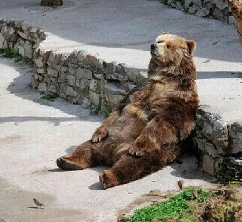 Meme gấu đa phong cách: Từ dễ thương, ngốc nghếch đến mỉa mai cực đỉnh