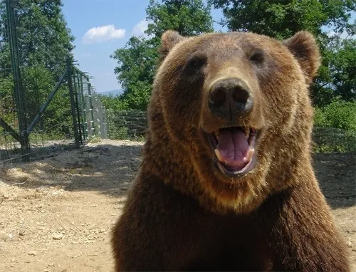 Meme gấu hài khiến dân mạng cười mệt