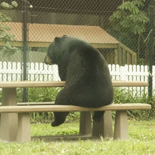 Ảnh chế gấu troll nhẹ mà duyên cực