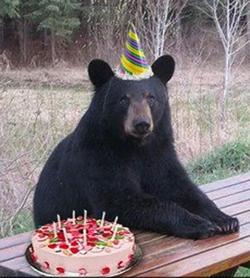 Meme chế gấu mặt méo đầy cảm xúc