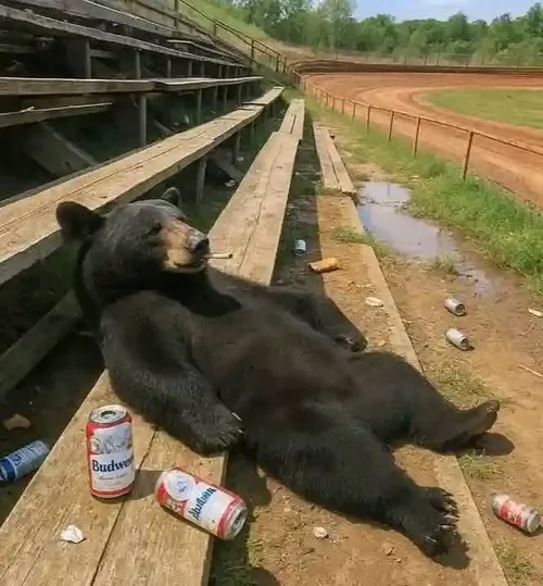 Hình chế vui gấu than đời mà dễ thương