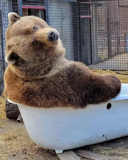 Gấu xám troll mặt mếu, ảnh chế bá đạo càn quét TikTok