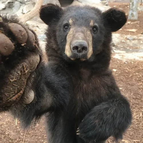 Meme hài gấu We Bare Bears hot trend